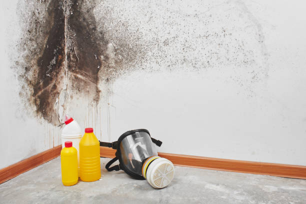 Best Emergency Mold Removal  in St Petersburg, FL