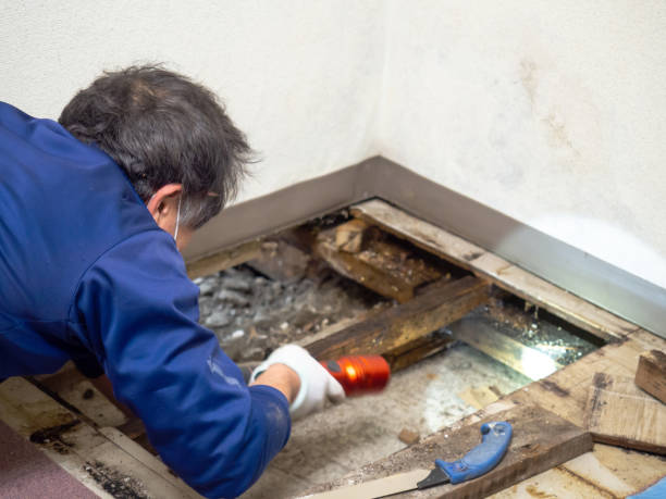 Best Toxic Mold Removal  in St Petersburg, FL