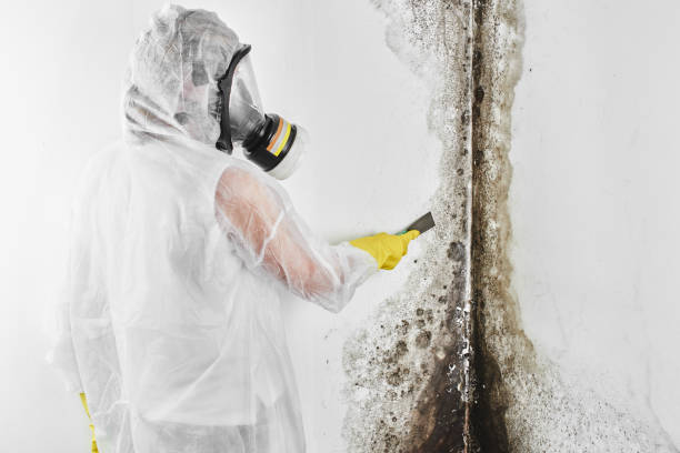 Best Professional Mold Removal  in St Petersburg, FL