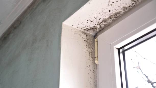 Best Attic Mold Removal  in St Petersburg, FL