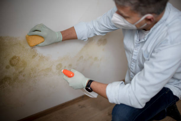 Best Office Mold Removal Services  in St Petersburg, FL