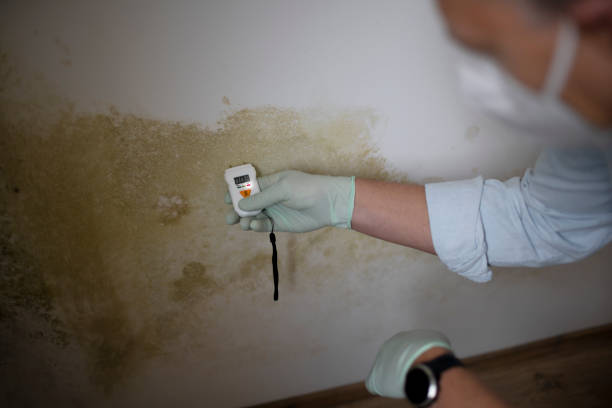 Best Professional Mold Removal  in St Petersburg, FL