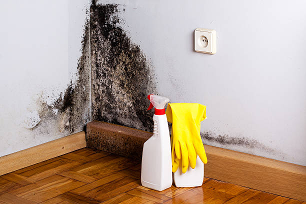 Attic Mold Removal in St Petersburg, FL