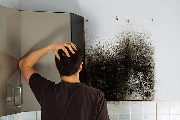 Best Commercial Mold Removal  in St Petersburg, FL