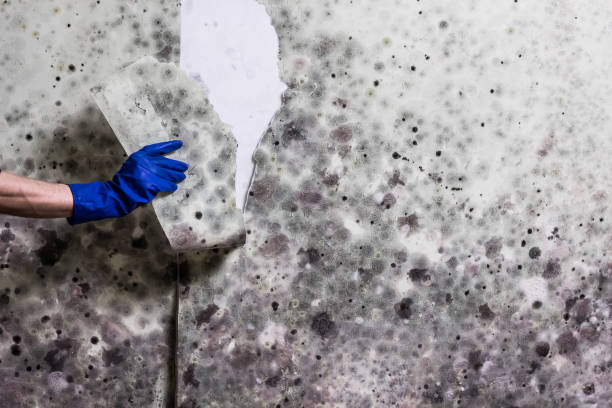 Best Best Mold Removal Companies  in St Petersburg, FL